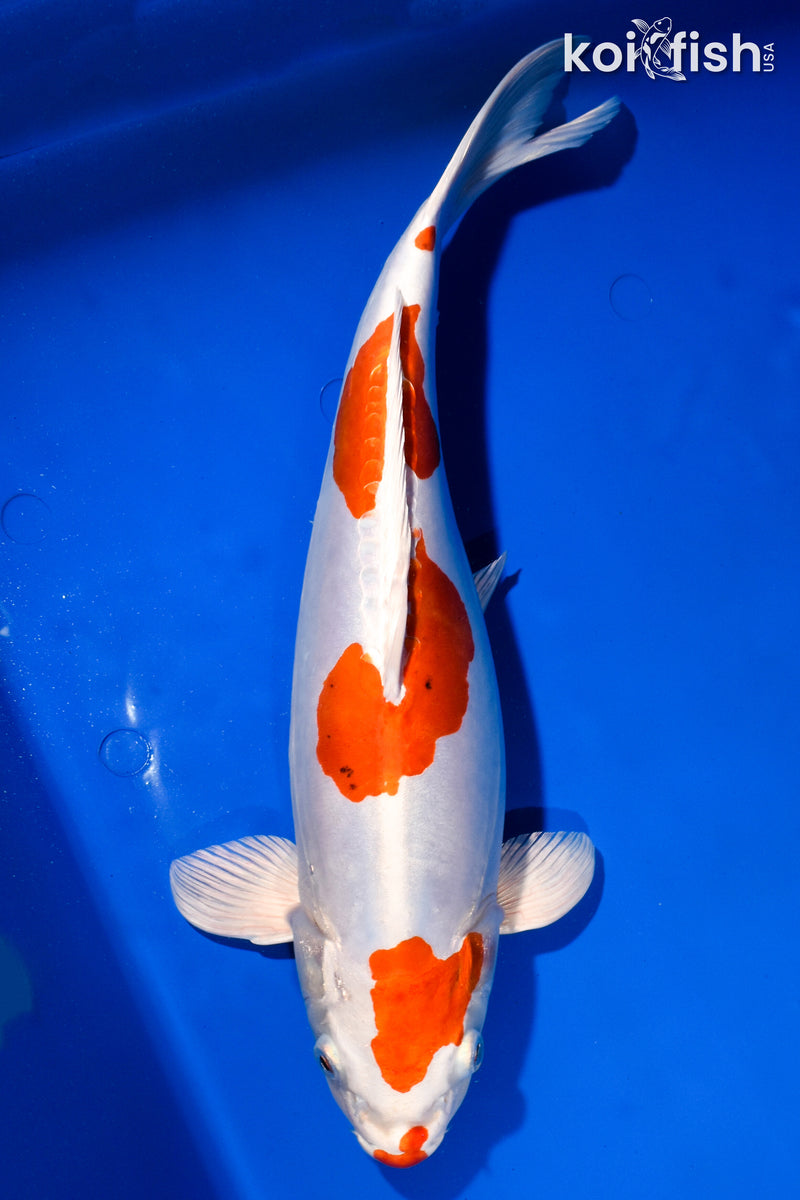 15" KIKUSUI