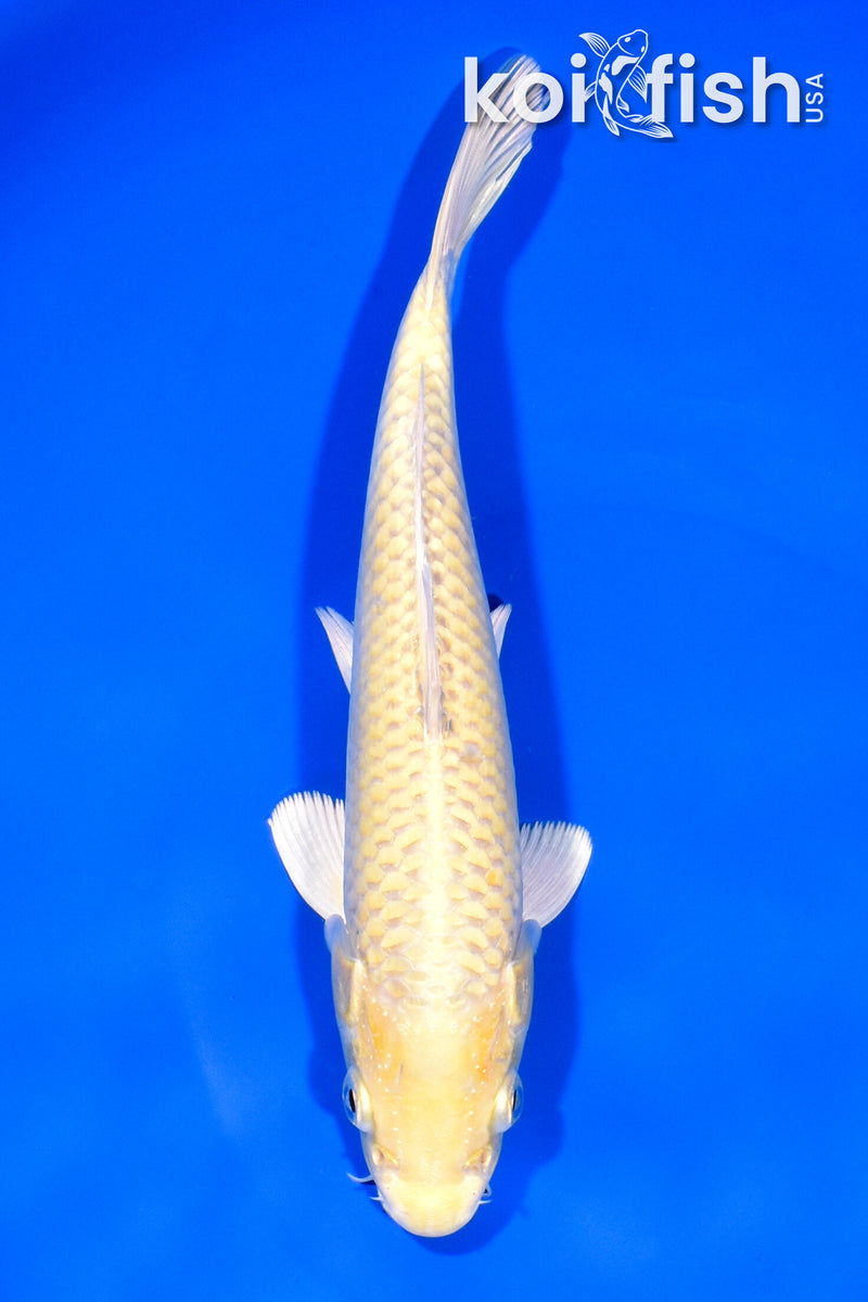 7.75" YAMABUKI OGON