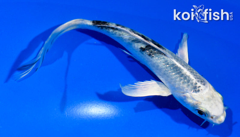 5.5" GIN SHIRO BEKKO BUTTERFLY