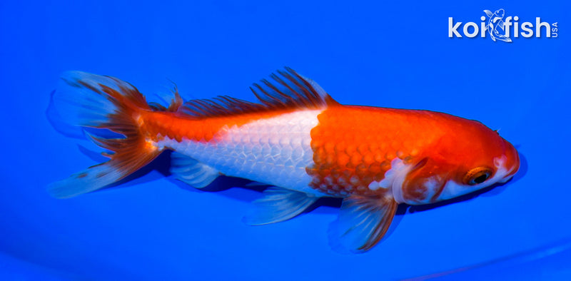 6.25" WAKIN GOLDFISH