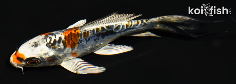 5" BENI KIKOKURYU BUTTERFLY