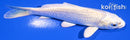 4.5" PLATINUM OGON