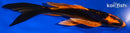 6.75" ORENJI MATSUBA BUTTERFLY