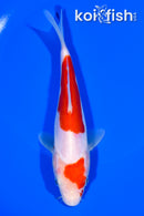 6.5" DOITSU KOHAKU