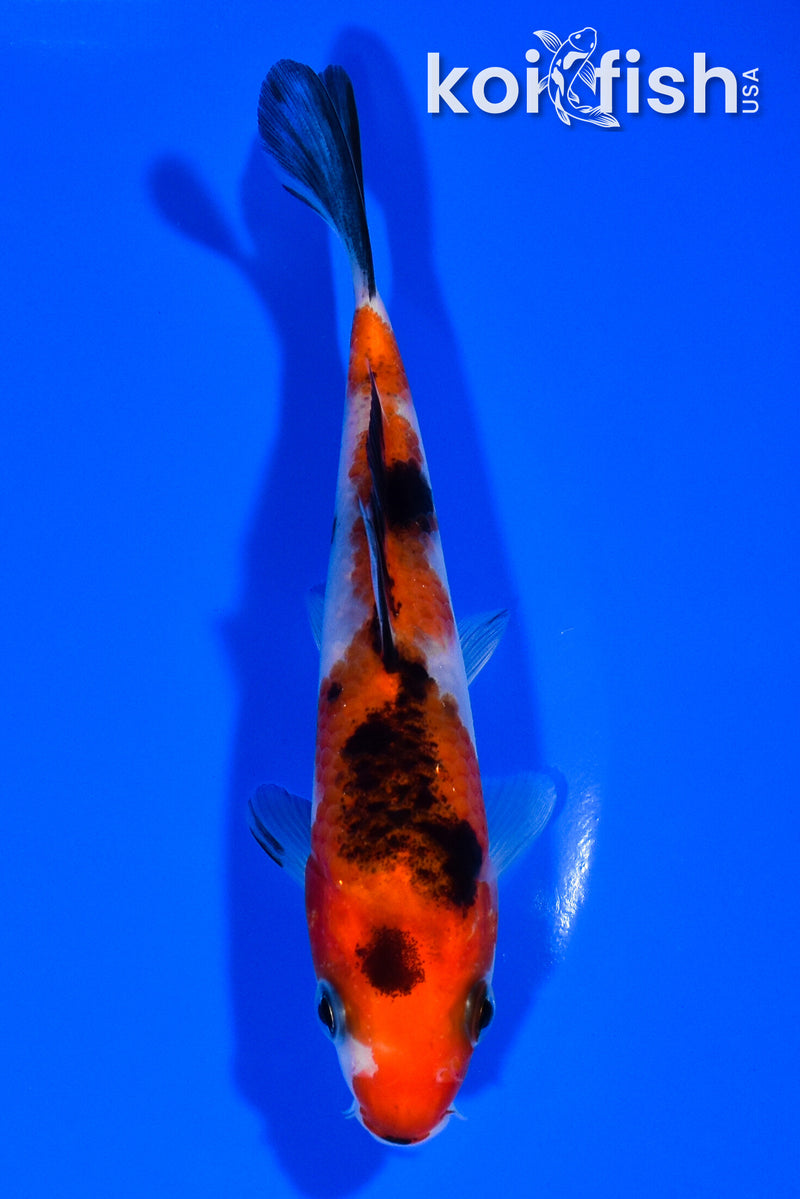 5" SANKE