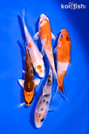 PACK OF (5) 4-5" STANDARD KOI