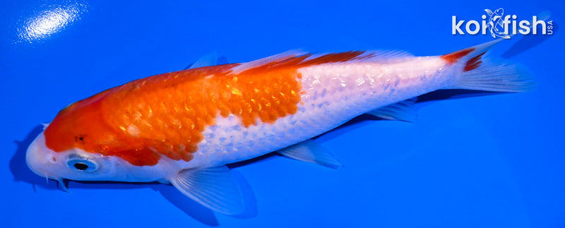 6.5" GINRIN KOHAKU