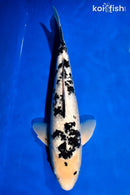 18.5" GINRIN SHIRO BEKKO