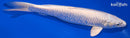9.25" PLATINUM OGON