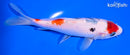 6.25" MARUTEN SANKE
