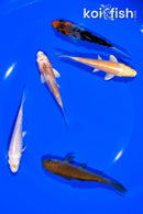 PACK OF (5) 3.75-4" STANDARD KOI