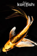 8.25" BENI KIKOKURYU BUTTERFLY