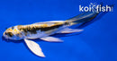 4.75" KIN KIKOKURYU BUTTERFLY
