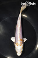 7.25" DOITSU HARIWAKE