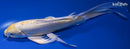 8.75" DOITSU LEMON HARIWAKE BUTTERFLY