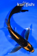 8.5" KABUTO BUTTERFLY