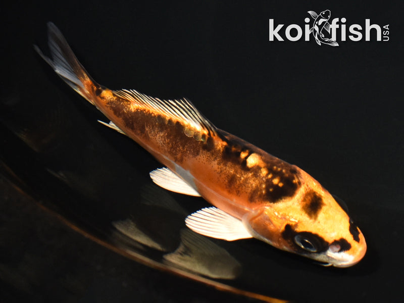 5.25" BENI KIKOKURYU