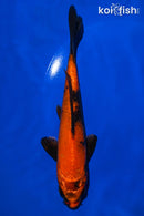 8" KIN HI UTSURI