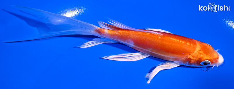 5.75" KIKUSUI BUTTERFLY