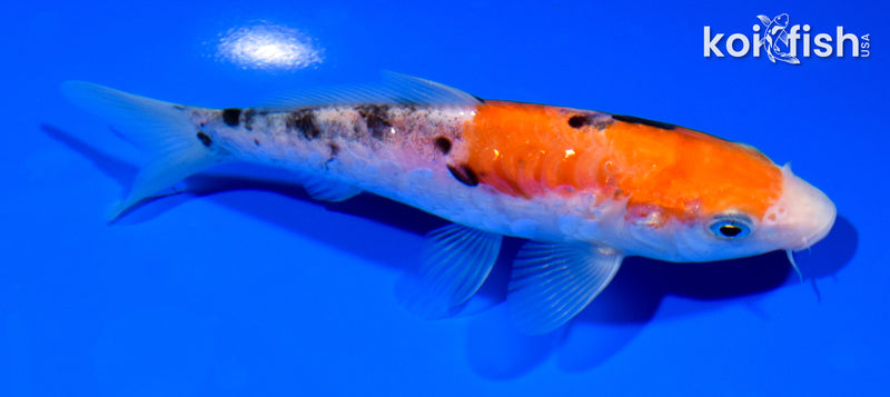5.75" ARAGOKE GOSHIKI