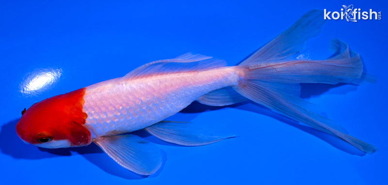 6.25" SARASA WATONAI GOLDFISH