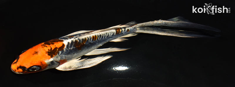 7.5" ARAGOKE BENI KIKOKURYU BUTTERFLY