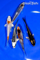 PACK OF (5) 4"- 4.25" STANDARD KOI