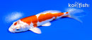5.25" KIKUSUI