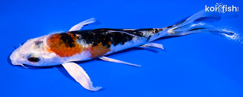 5.75" YAMATO NISHIKI BUTTERFLY