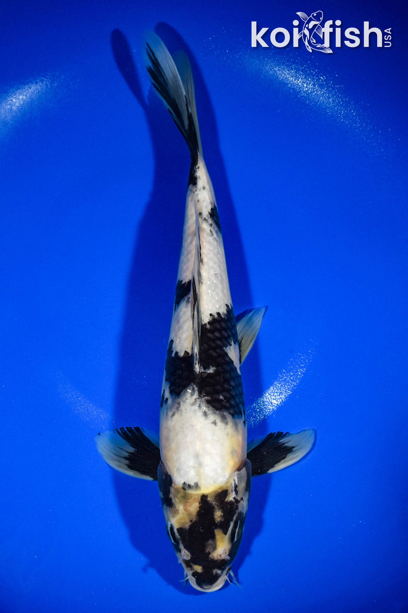 12.75" SHIRO UTSURI