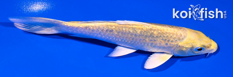 5.25" GINRIN YAMABUKI OGON