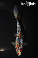 7" SHUBUNKIN GOLDFISH