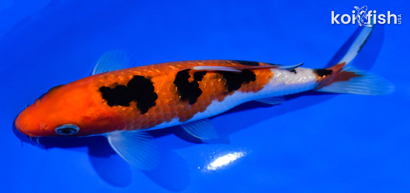 6" GINRIN SANKE
