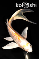 7.5" GINRIN HARIWAKE BUTTERFLY