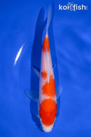 7" KOHAKU