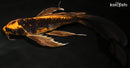 10.25" BENI KIKOKURYU BUTTERFLY