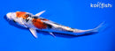 5" YAMATO NISHIKI