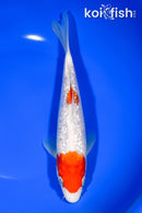 8.25" GINRIN MARUTEN KOHAKU