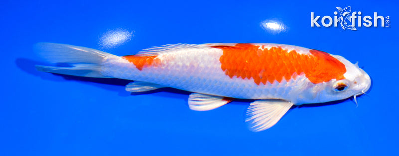 7.25" HARIWAKE