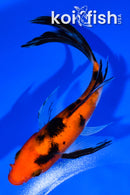 5.5" SANKE BUTTERFLY