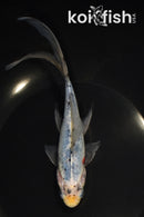 7.5" SHUBUNKIN GOLDFISH