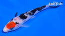 5" MARUTEN SANKE
