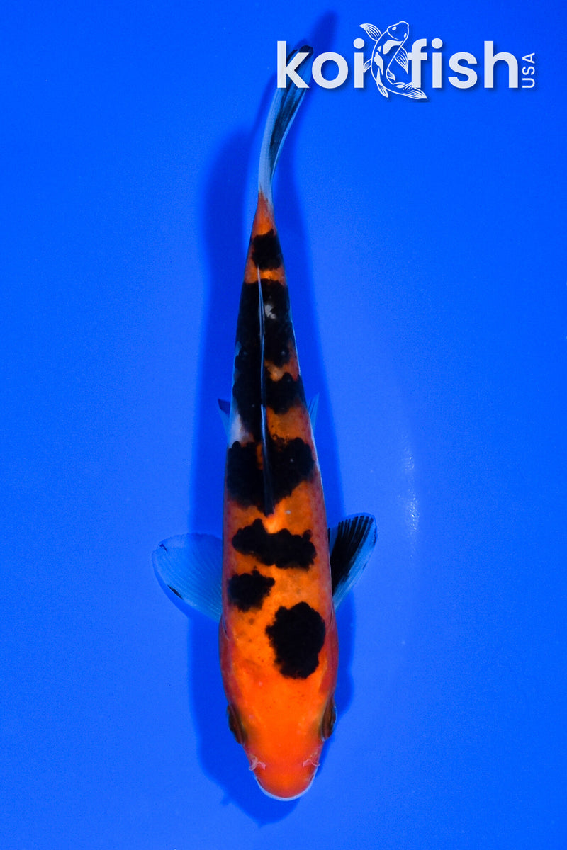 5.75" AKA SANKE
