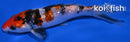5.75" GINRIN SANKE