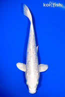 11.75" GINRIN PLATINUM OGON