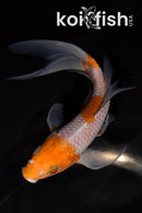 6" OCHIBA SHIGURE BUTTERFLY