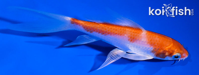 5" HARIWAKE BUTTERFLY