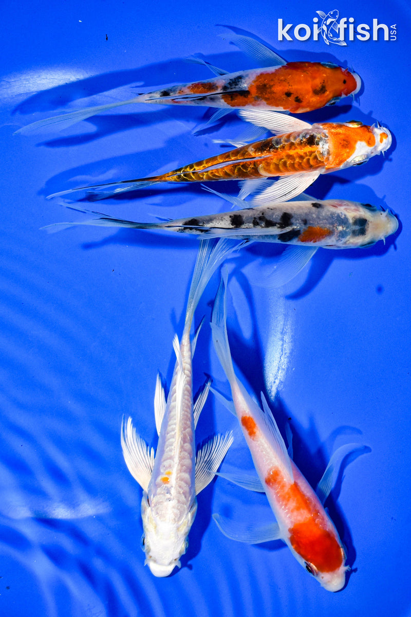 PACK OF (5) 4-5" BUTTERFLY KOI