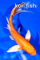 7" ORENJI OGON BUTTERFLY