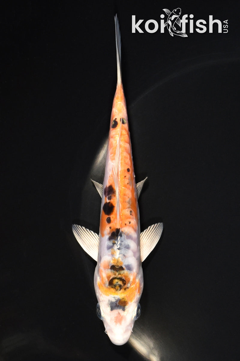 5.5" ARAGOKE HEISEI NISHIKI